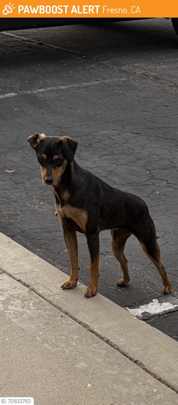 Found/Stray Unknown Dog last seen Near n Fresno street, Fresno, CA 93720