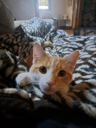 Lost Male Cat last seen Lincoln Park, Monroe, WI 53566