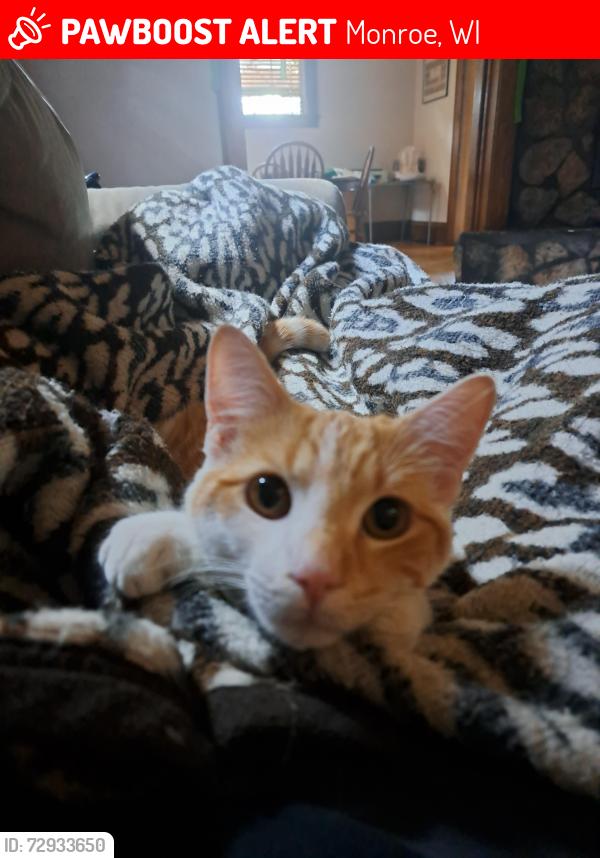 Lost Male Cat last seen Lincoln Park, Monroe, WI 53566