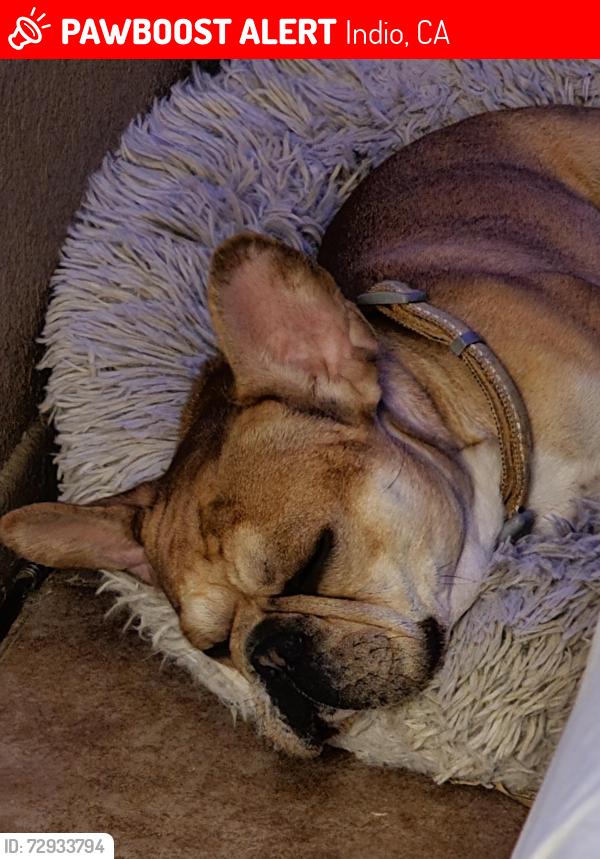 Lost Male Dog last seen Ave 44 and golf center park way, Indio, CA 92203