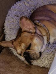 Lost Male Dog last seen Ave 44 and golf center park way, Indio, CA 92203