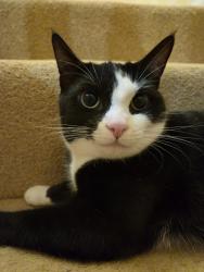 Lost Female Cat last seen Near Mill Street, Wem, England SY4 5ED