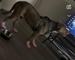 Reunited Female Dog last seen Near Jim Reinthal Court, Dallas, TX 75227