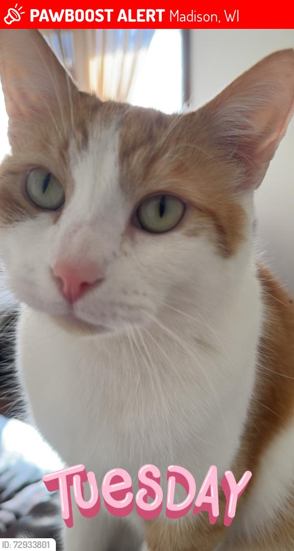 Lost Male Cat last seen Kurt Dr Madison, WI 53714 United States, Madison, WI 53714