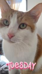Lost Male Cat last seen Kurt Dr Madison, WI  53714 United States, Madison, WI 53714