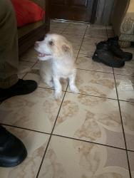 Reunited Male Dog last seen Near Blueberry Ln, Pasadena, TX 77502, USA, Pasadena, TX 77502
