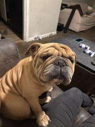 Reunited Female Dog last seen Near ct n Birmingham al, Birmingham, AL 35217