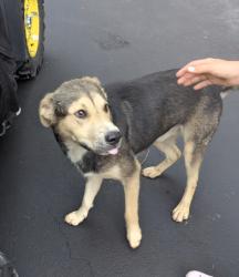 Reunited Male Dog last seen Mineral Springs Mtn road , Burke County, NC 28612