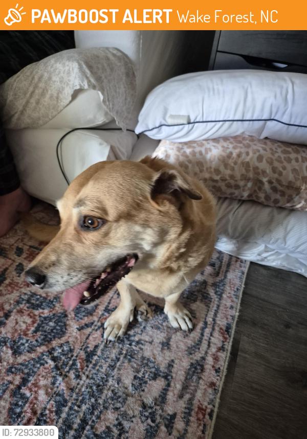 Found/Stray Female Dog last seen Austin Ridge Parkway, Wake Forest, NC 27587