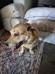 Found/Stray Female Dog last seen Austin Ridge Parkway, Wake Forest, NC 27587