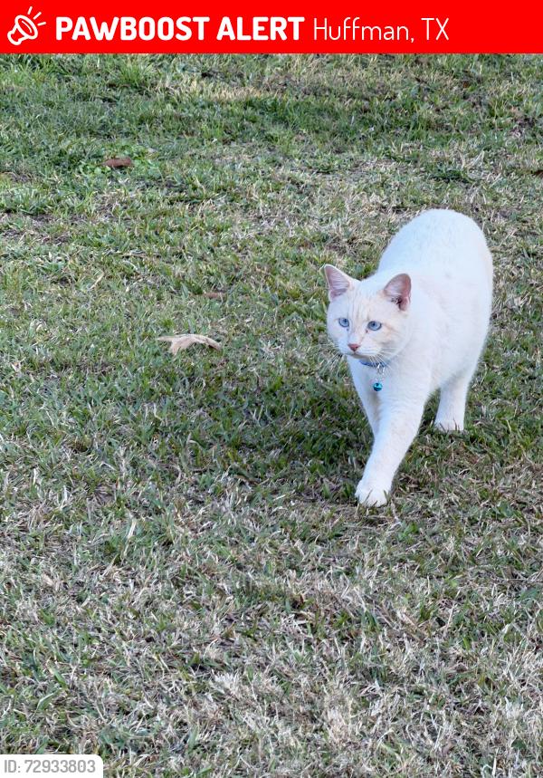 Lost Male Cat last seen Between Huffman and new caney , Huffman, TX 77336