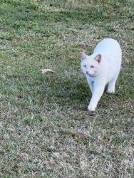 Lost Male Cat last seen Between Huffman and new caney , Huffman, TX 77336
