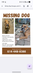 Lost Male Dog last seen Douglas Community Center, Columbus, OH 43211