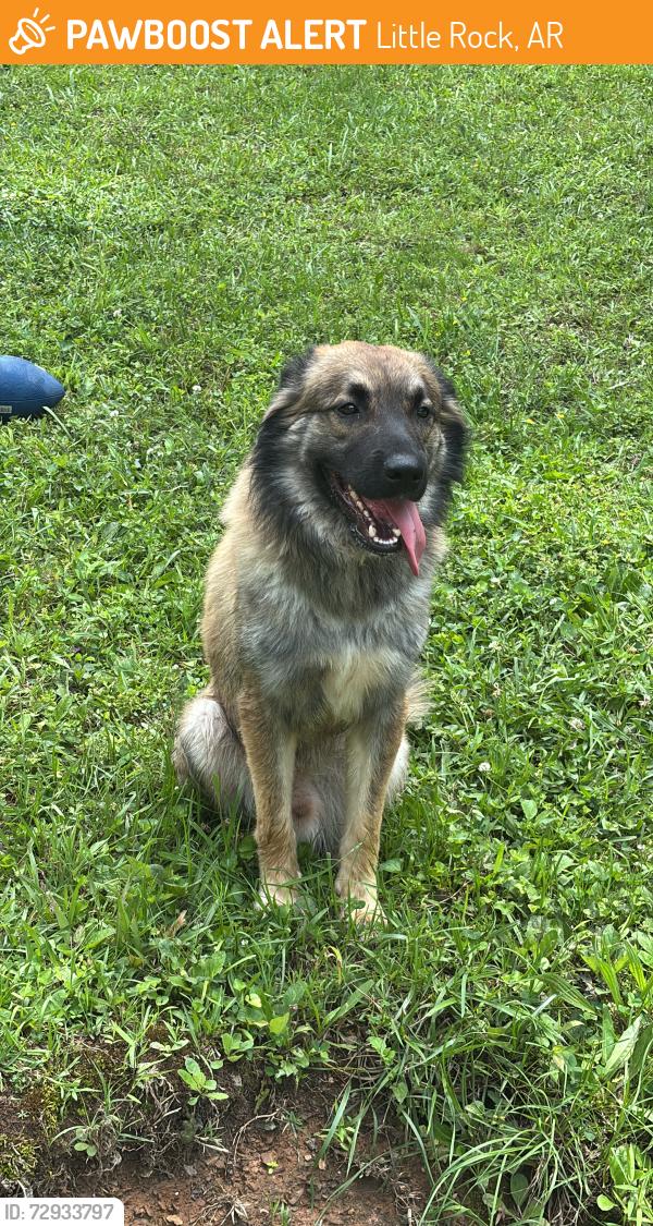 Found/Stray Male Dog last seen Boyle park near shelters and stream, before bridge , Little Rock, AR 72216