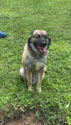 Found/Stray Male Dog last seen Boyle park near shelters and stream, before bridge , Little Rock, AR 72216