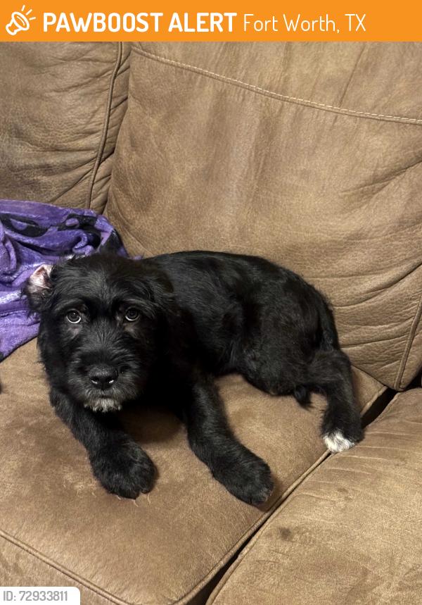 Found/Stray Male Dog last seen Carolyn & Suffolk, Fort Worth, TX 76109