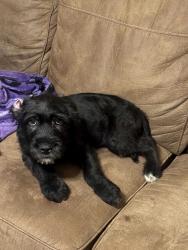 Found/Stray Male Dog last seen Carolyn & Suffolk, Fort Worth, TX 76109