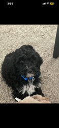 Lost Male Dog last seen big bear lane lexington ky, Lexington, KY 40517