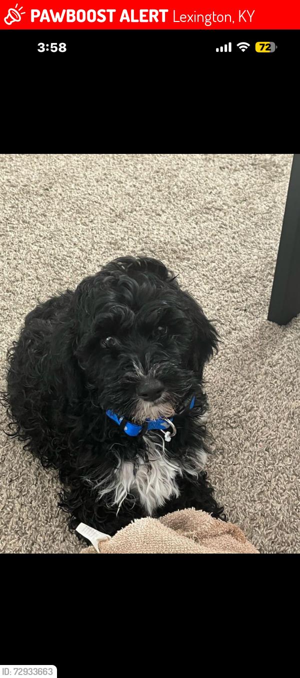 Lost Male Dog last seen big bear lane lexington ky, Lexington, KY 40517