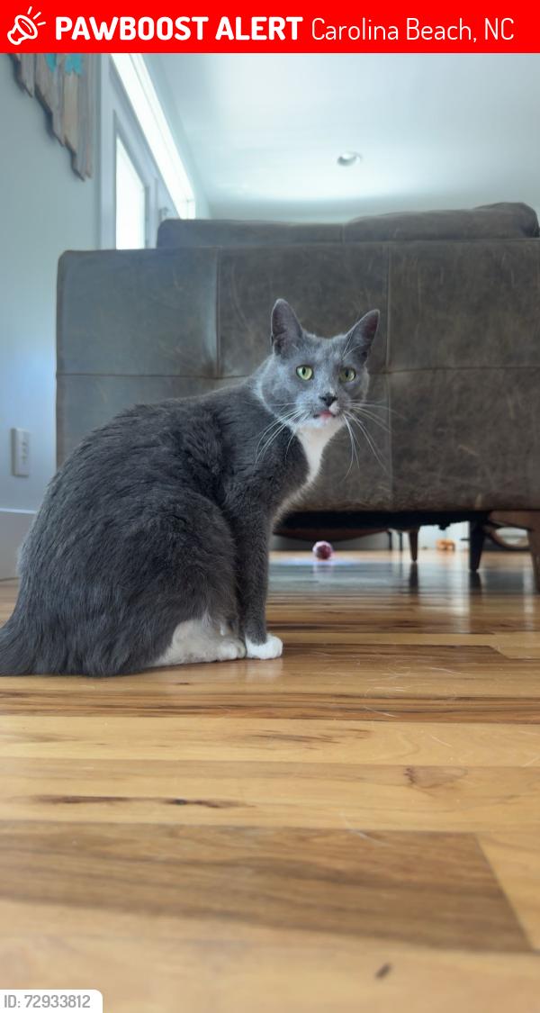 Lost Male Cat last seen Lake park blvd, Carolina beach, Carolina sands , Carolina Beach, NC 28428