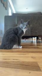 Lost Male Cat last seen Lake park blvd, Carolina beach, Carolina sands , Carolina Beach, NC 28428