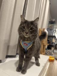Lost Male Cat last seen W riverside avenue , Rialto, CA 92376
