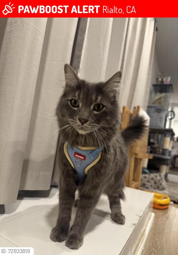 Lost Male Cat last seen W riverside avenue , Rialto, CA 92376