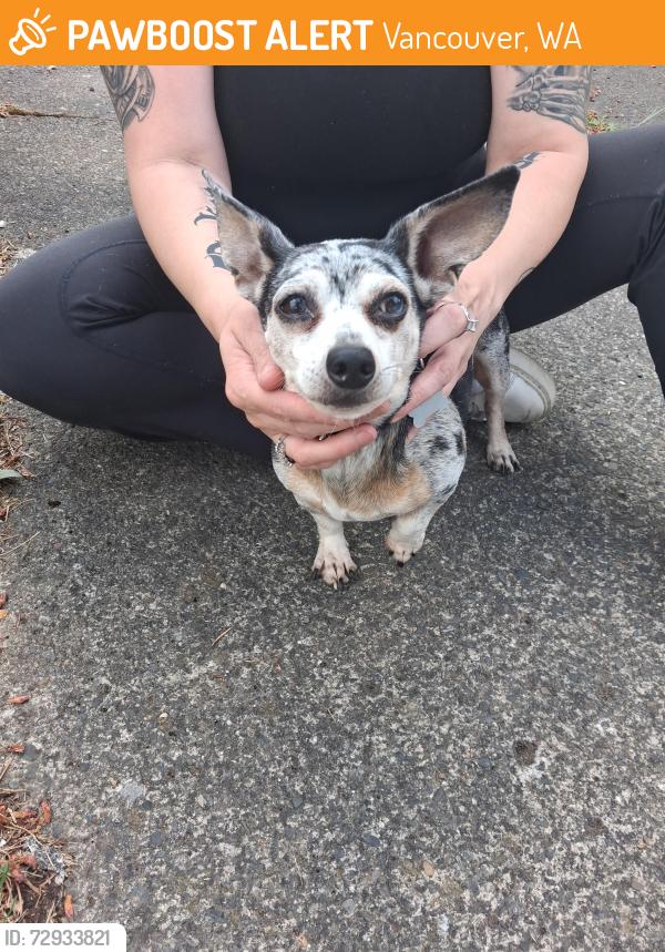 Found/Stray Male Dog last seen 33rd , Vancouver, WA 98661