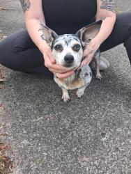 Found/Stray Male Dog last seen 33rd , Vancouver, WA 98661