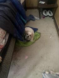Lost Female Dog last seen Near east 63rd st , Cleveland, OH 44127