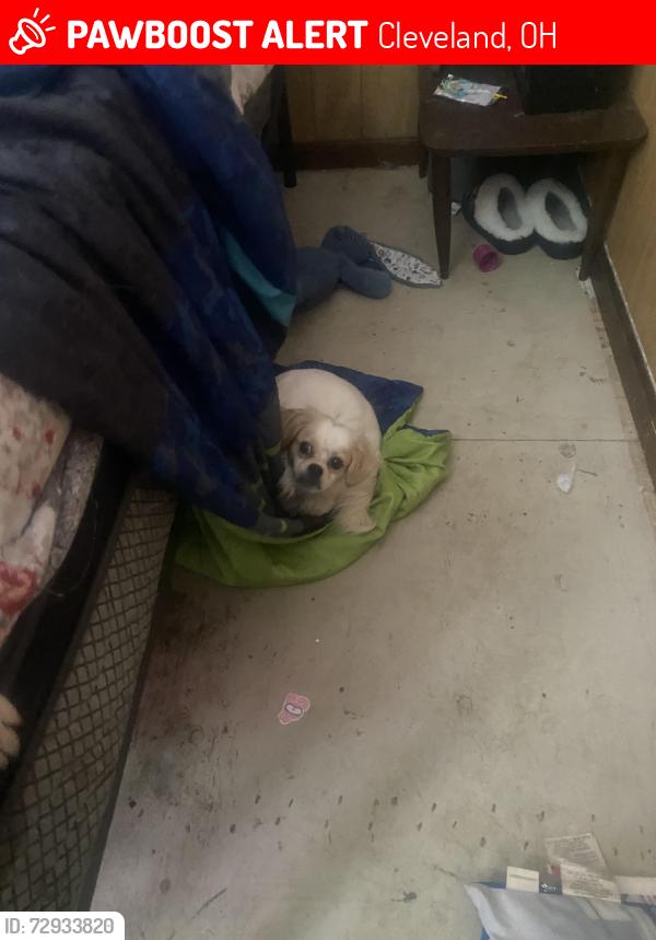 Lost Female Dog last seen Near east 63rd st , Cleveland, OH 44127