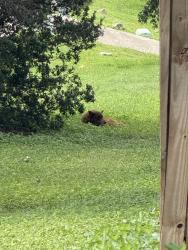 Found/Stray Unknown Dog last seen Corner with tezel and wilder , San Antonio, TX 78250