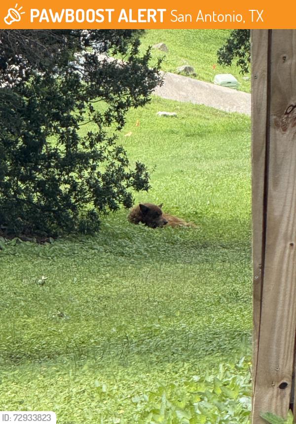 Found/Stray Unknown Dog last seen Corner with tezel and wilder , San Antonio, TX 78250