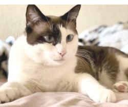 Lost Female Cat last seen Hawaii way and kraemer blvd , Placentia, CA 92870
