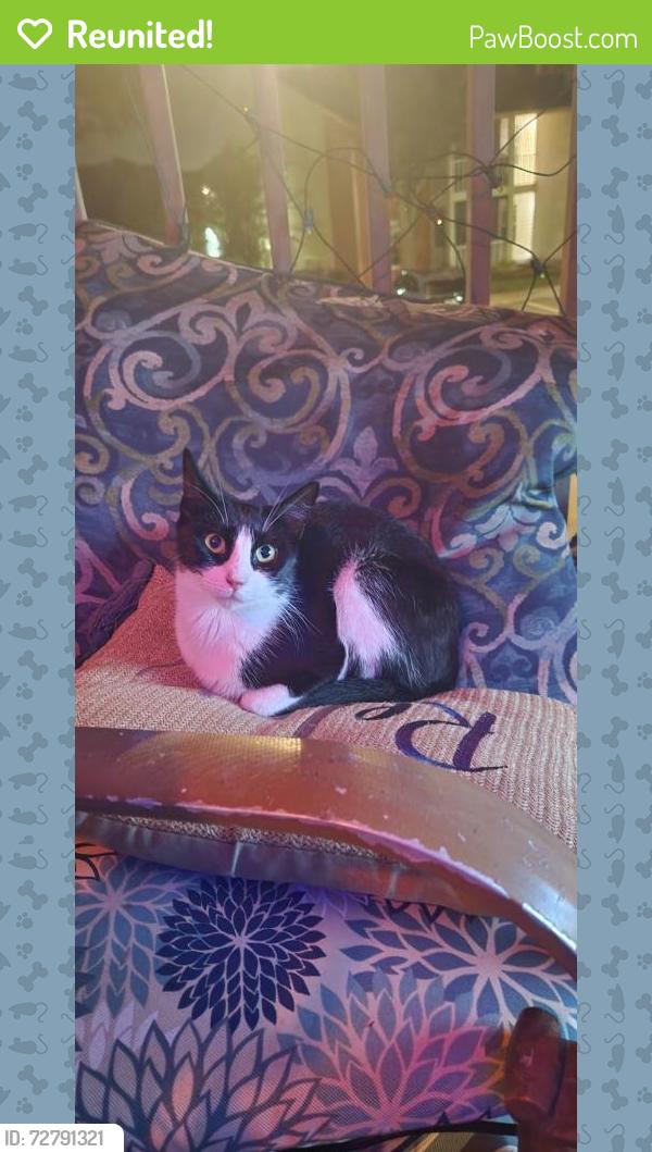 Reunited Female Cat last seen Parsons Ave near All Persons Rotary Park, Brandon, FL 33511