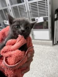 Shelter Stray Male Cat last seen Fairburn, GA 30213, Atlanta, GA 30336