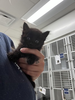 Shelter Stray Female Cat last seen Fairburn, GA 30213, Atlanta, GA 30336