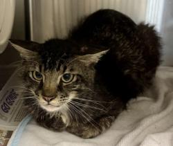 Shelter Stray Male Cat last seen Near North Hairston Road I-10, 30083, GA, Atlanta, GA 30341