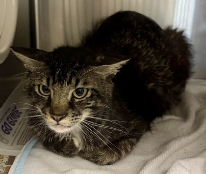 Shelter Stray Male Cat last seen Near North Hairston Road I-10, 30083, GA, Atlanta, GA 30341