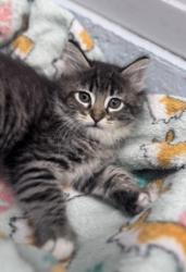 Shelter Stray Male Cat last seen New Bern, NC 28562, New Bern, NC 28562