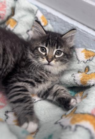 Shelter Stray Male Cat last seen New Bern, NC 28562, New Bern, NC 28562