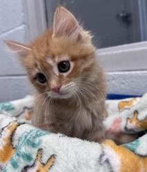 Shelter Stray Female Cat last seen New Bern, NC 28562, New Bern, NC 28562