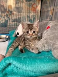 Shelter Stray Male Cat last seen New Bern, NC 28560, New Bern, NC 28562