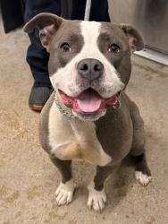 Shelter Stray Male Dog last seen , OH , Cleveland, OH 44102
