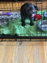 Found/Stray Female Dog last seen Near woods td, Rome, GA 30165