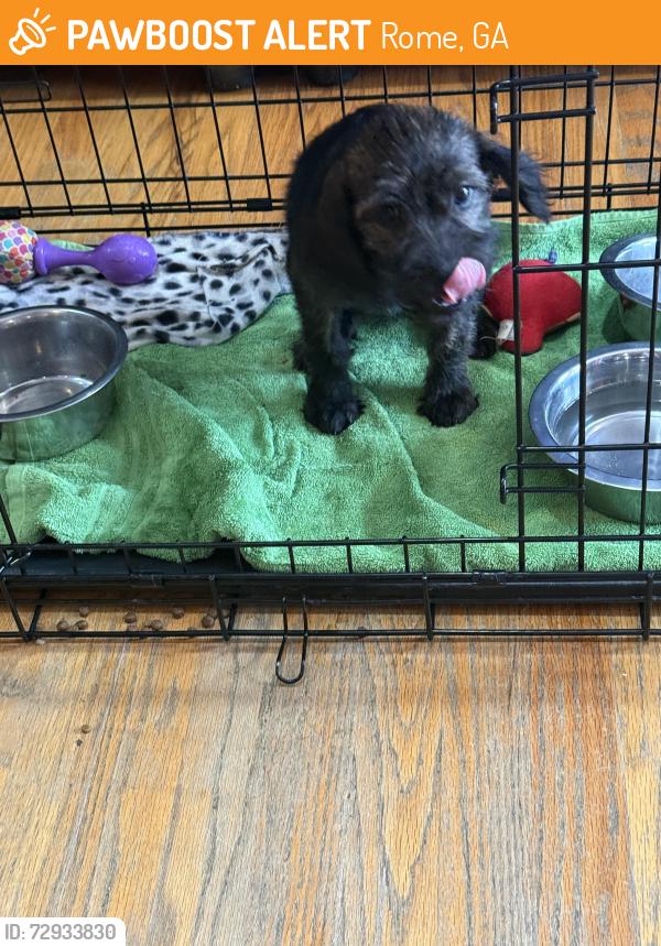 Found/Stray Female Dog last seen Near woods td, Rome, GA 30165