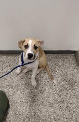 Shelter Stray Male Dog last seen High Shoals, NC , Gastonia, NC 28052