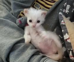 Shelter Stray Male Cat last seen Near Barclay st, 21218, MD, Baltimore, MD 21230