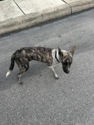 Found/Stray Male Dog last seen Northeast Crossing , San Antonio, TX 78218