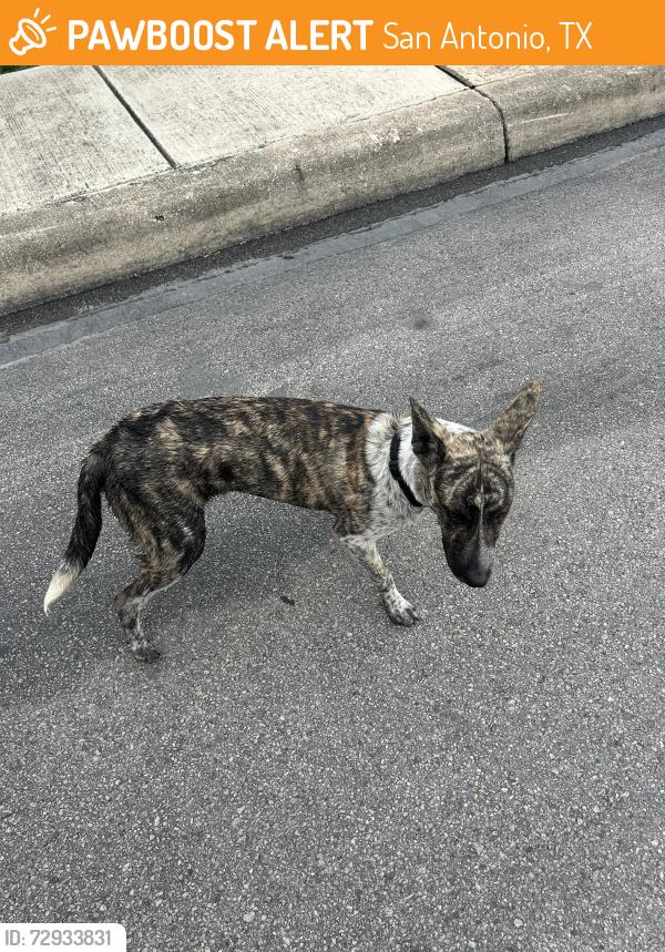 Found/Stray Male Dog last seen Northeast Crossing , San Antonio, TX 78218